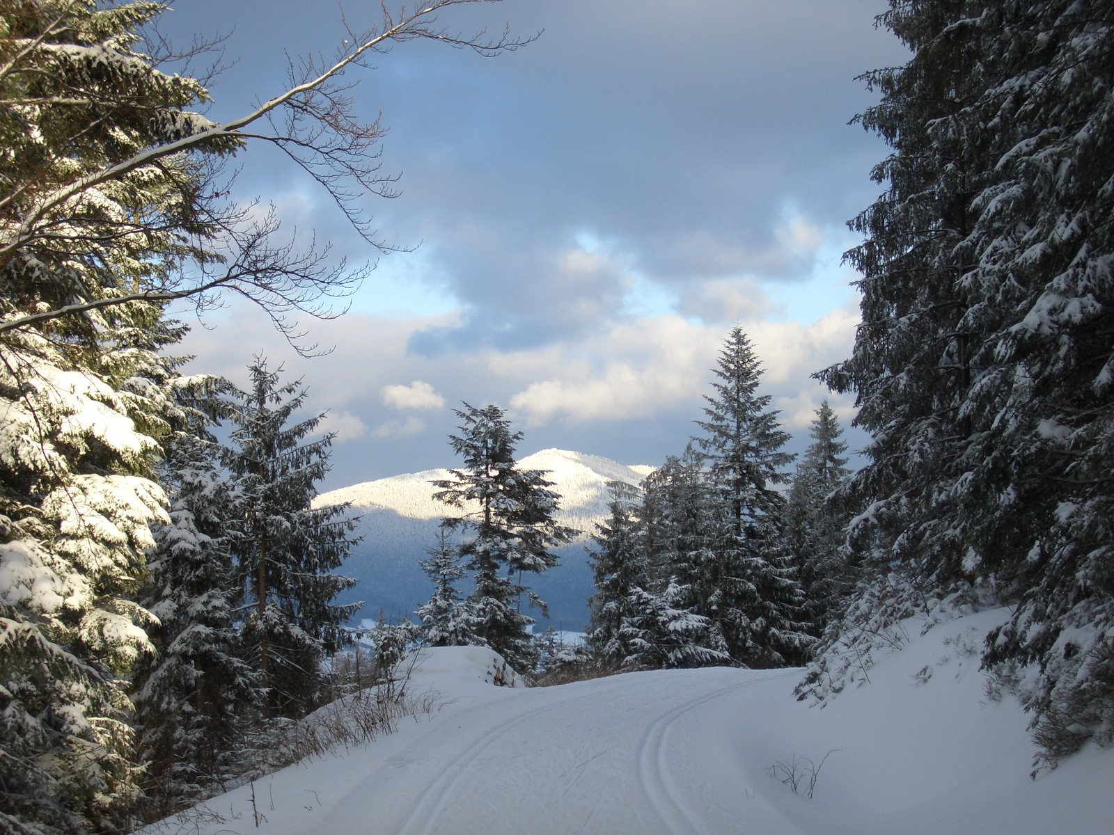 Bayer. Wald im Winter.JPG