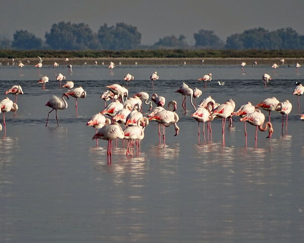Flamingos in der Camargue - Schiebetore ALLEMANN