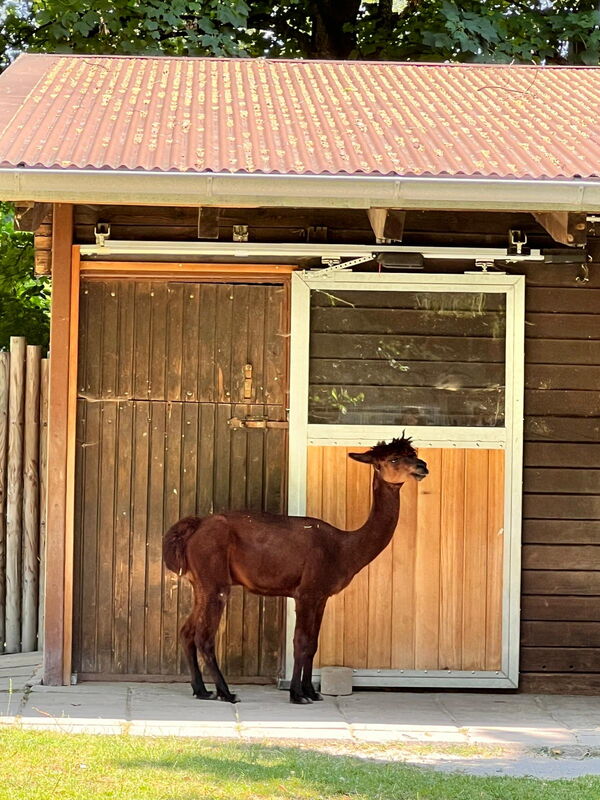 ALLEMANN Familien Betriebsausflug Zoo