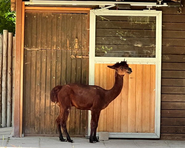 ALLEMANN Familien Betriebsausflug Zoo