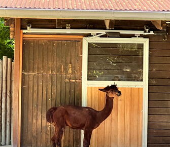 ALLEMANN Familien Betriebsausflug Zoo