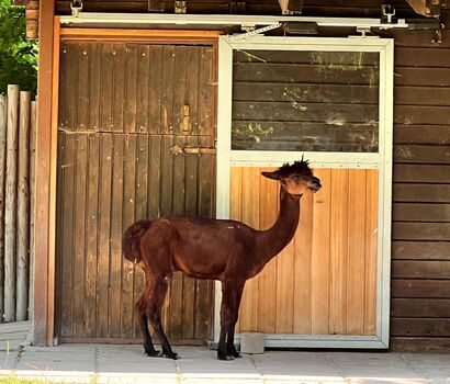 ALLEMANN Familien Betriebsausflug Zoo