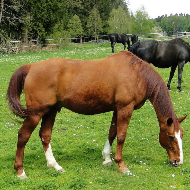 Türen und Tore für Pferdehaltung