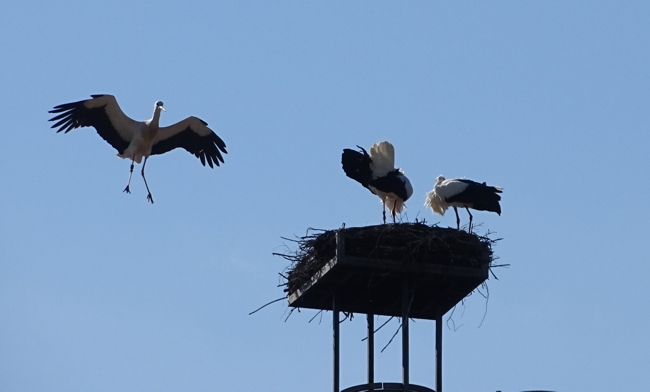2 Fremdstörche im Nest