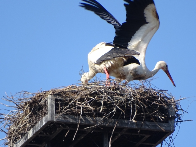 Storchennest