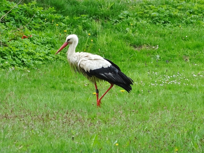 Der Storch zeigt sich im Garten