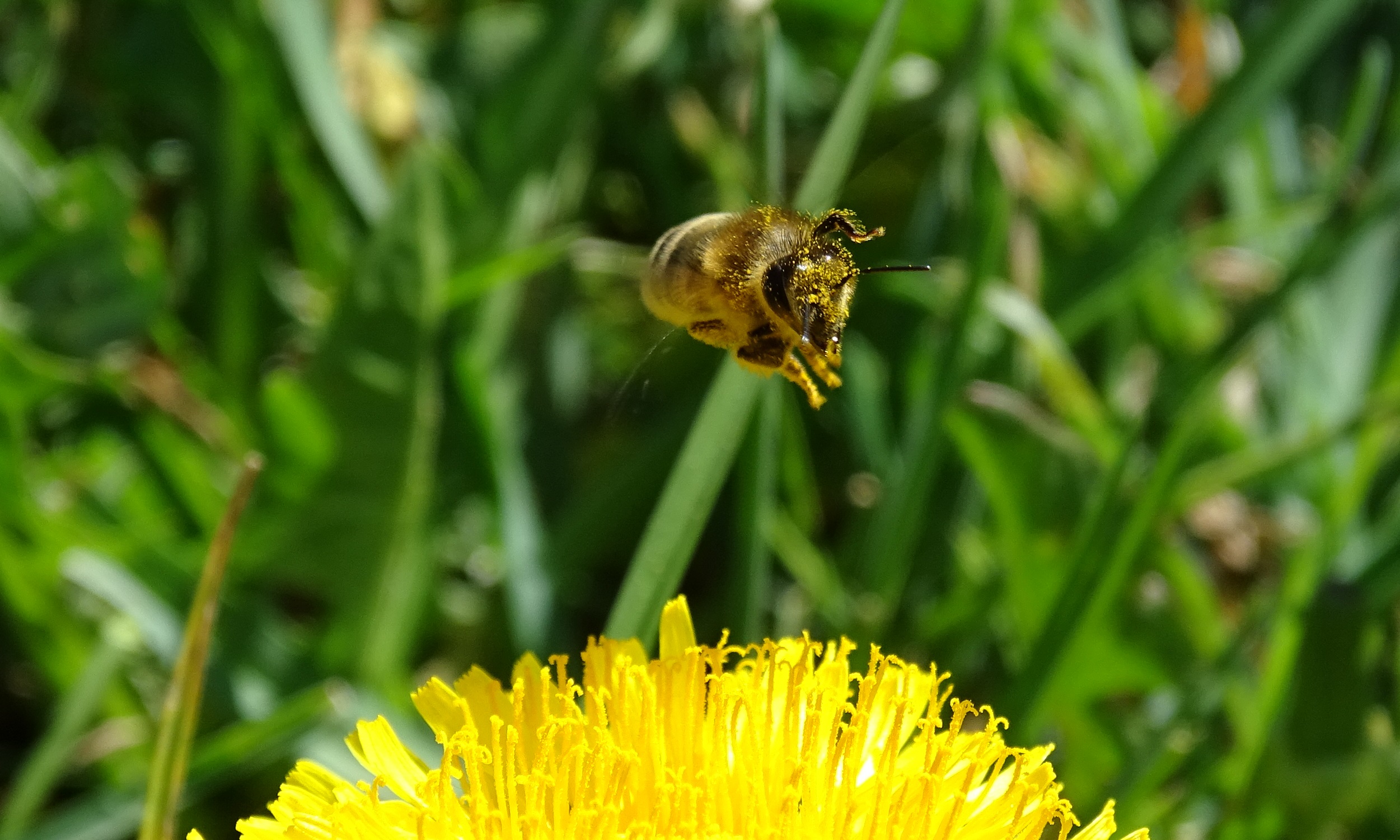 Bienenstudie - ALLEMANN Türen und Tore