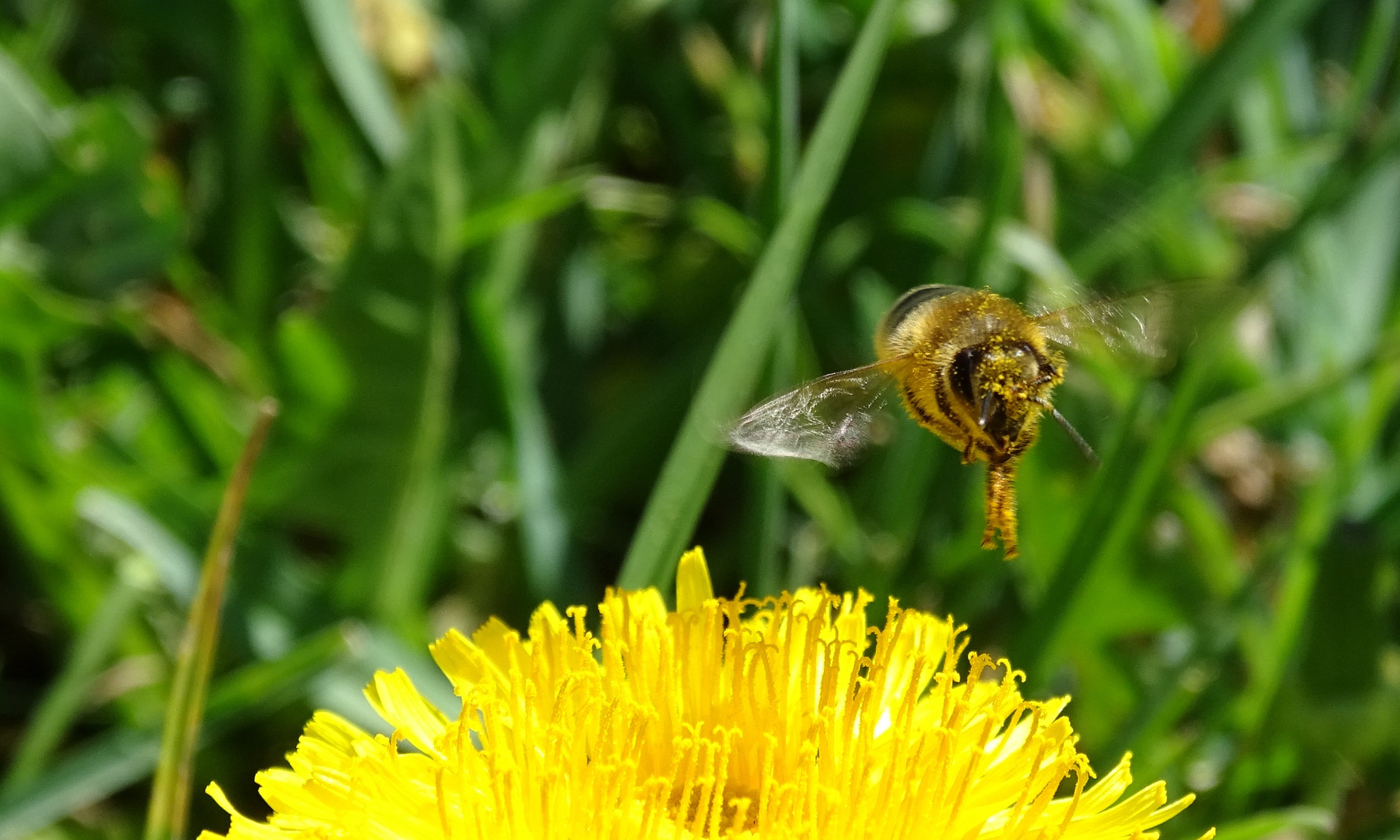Bienenstudie - ALLEMANN Türen und Tore