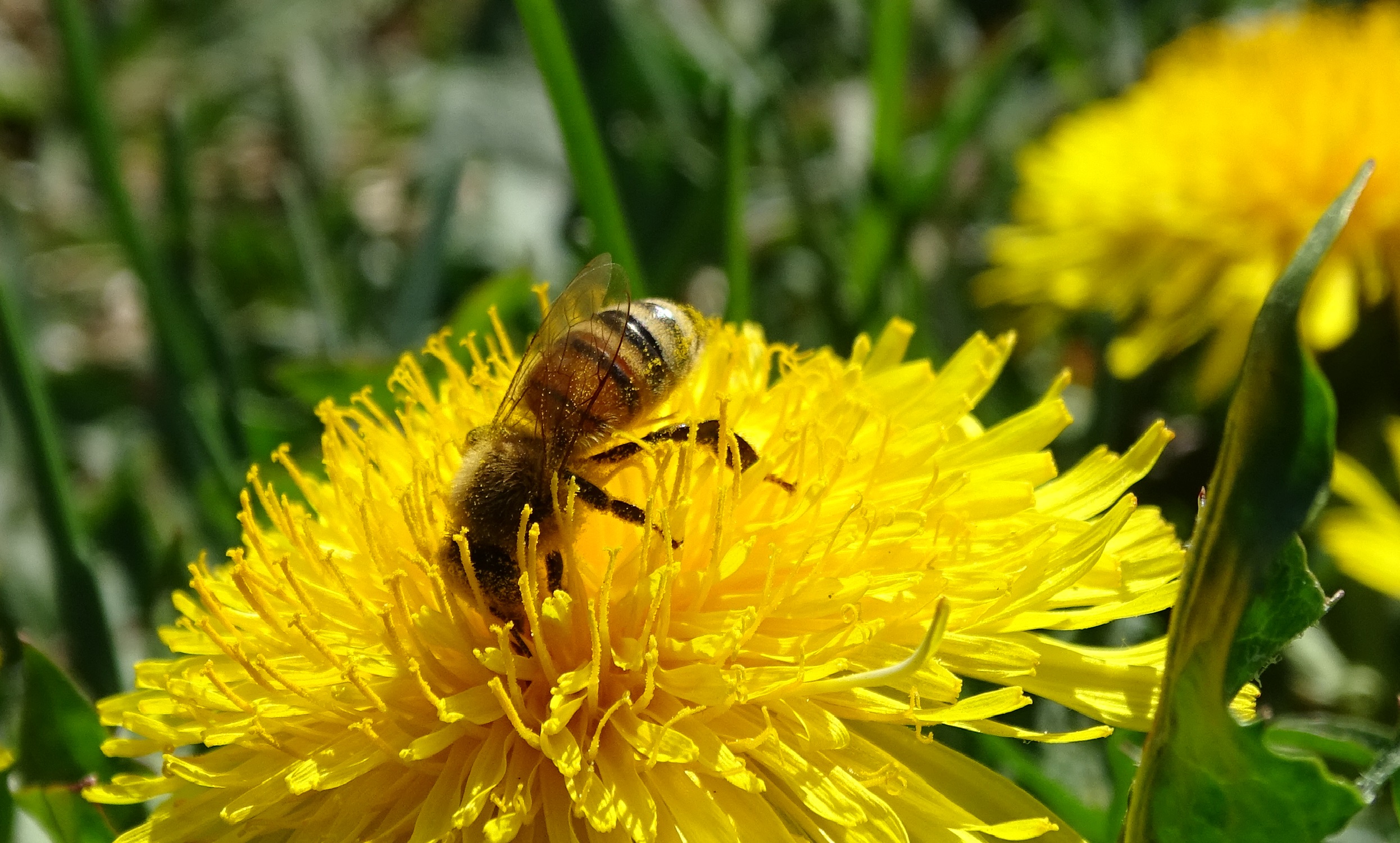Bienenstudie - ALLEMANN Türen und Tore