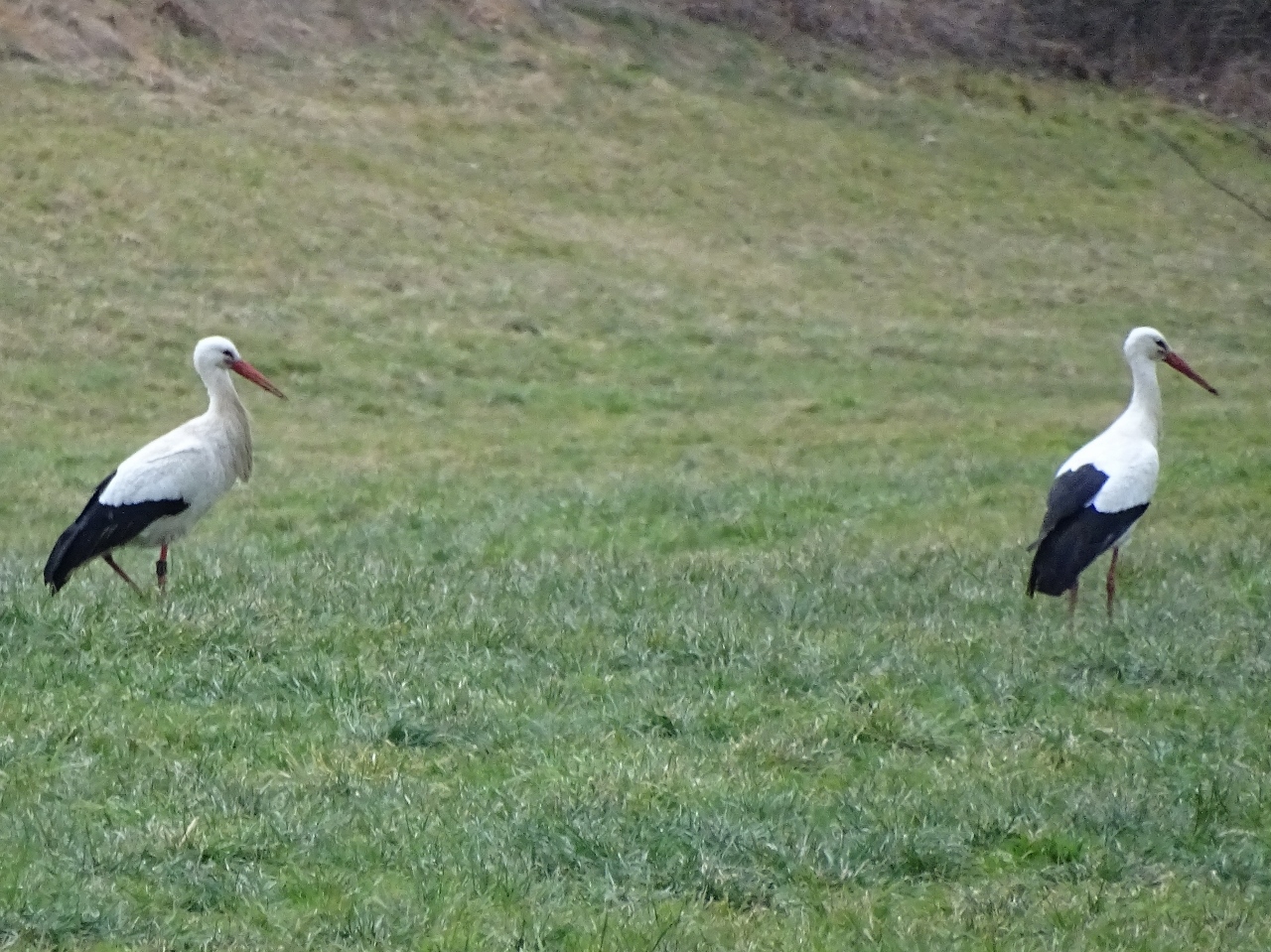 Alfons u. Erni am 19.02.23